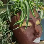 Wall Face Planter