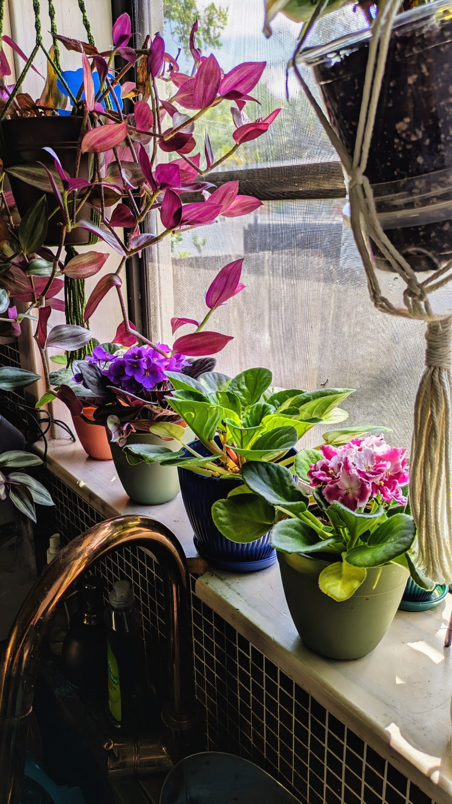 Live Plants