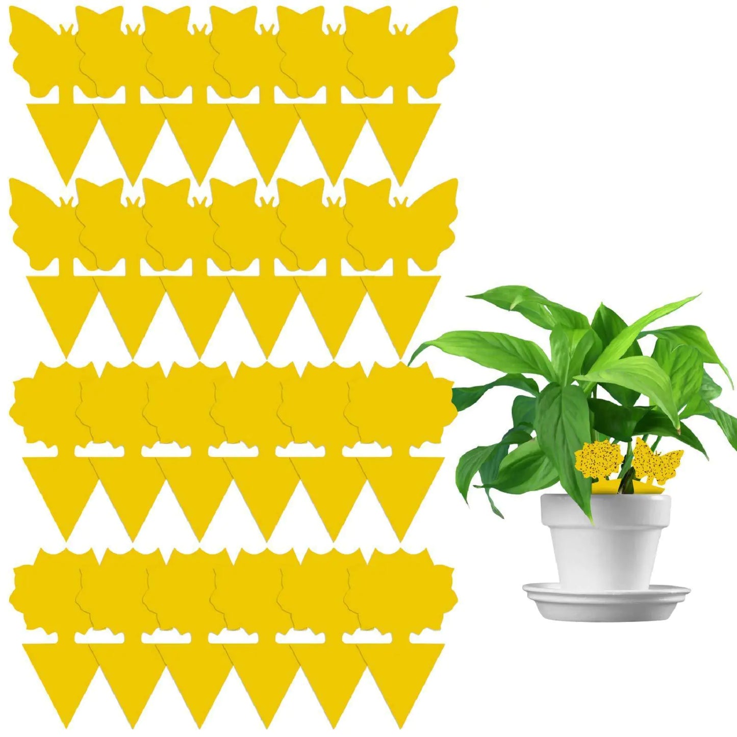 Designer Death Traps for Fungus Gnats